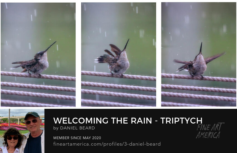 Welcoming The Rain - Triptych  ~~~  Photo Art by Daniel Beard