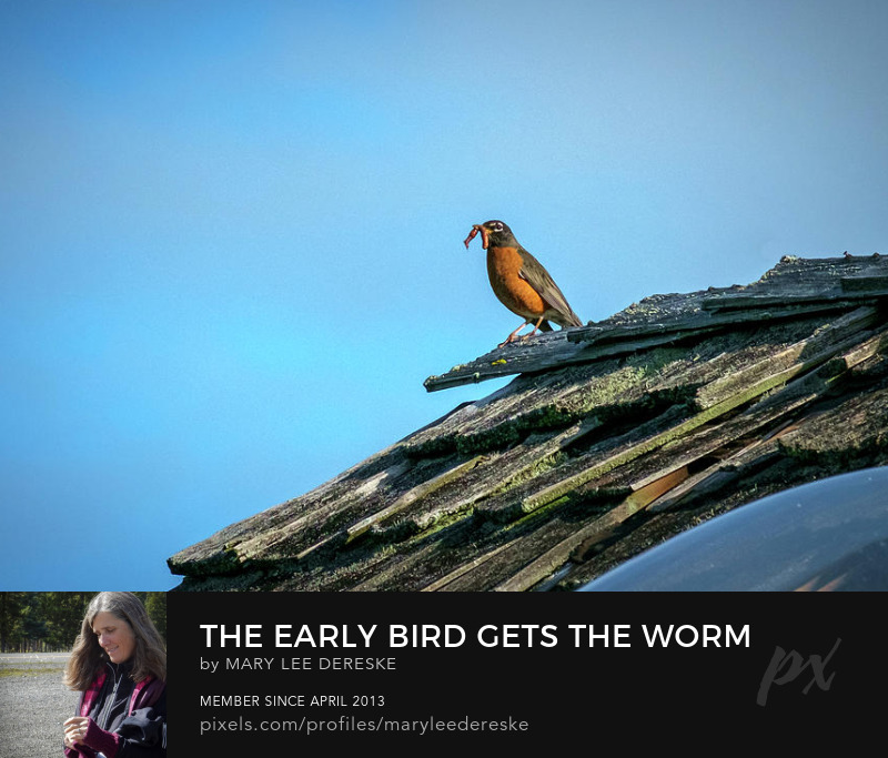 the-early-bird-gets-the-worm-mary-lee-dereske