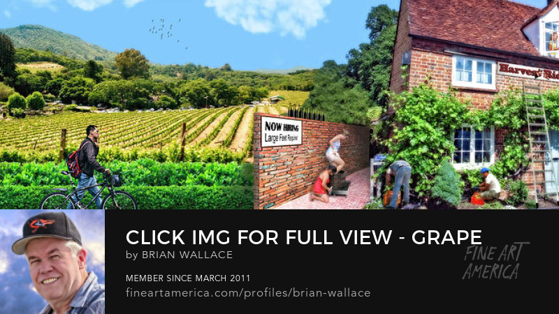 Grape Vineyard Pano by Brian Wallace