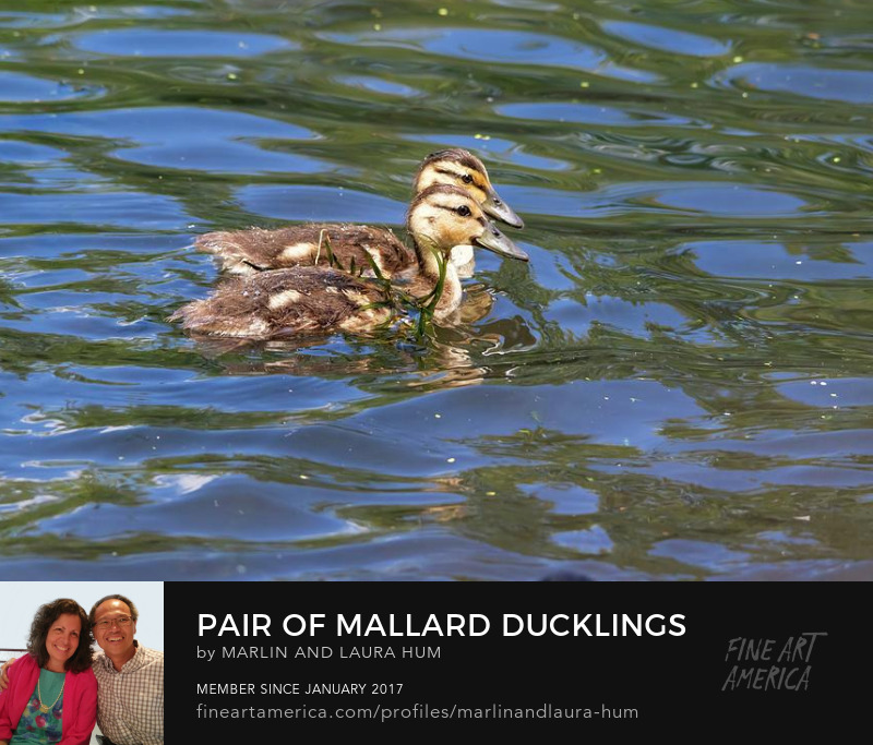 Pair of Mallard Ducklings Swimming by Marlin and Laura Hum