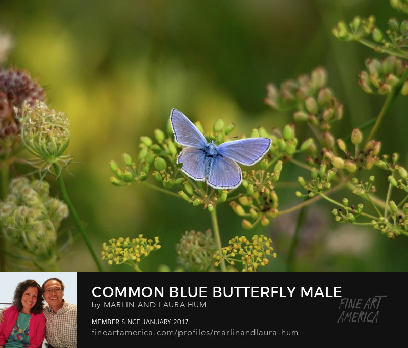 Common Blue Butterfly Male by Marlin and Laura Hum