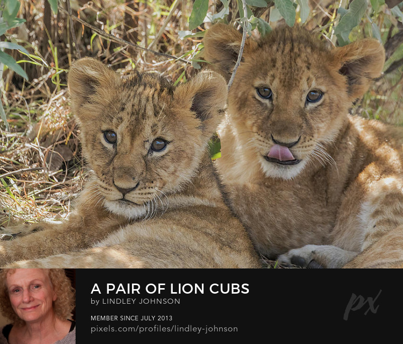 pair of lion cubs masai mara kenya photograph
