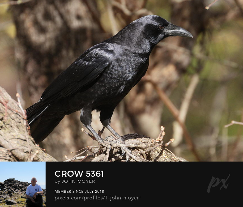 American Crow (Corvus brachyrhynchos) in Norman, Oklahoma, November 14, 2021