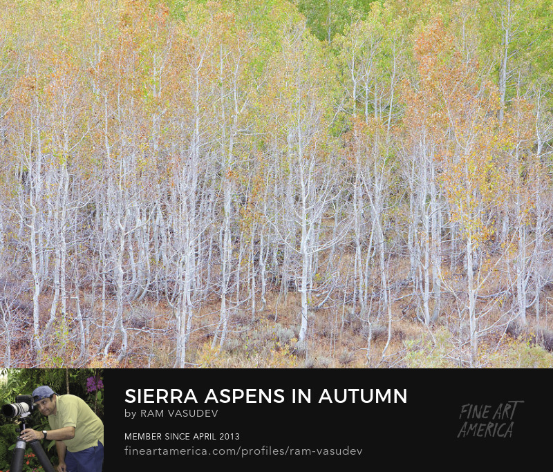 Sierra Aspens in Autumn Fine Art by Ram Vasudev