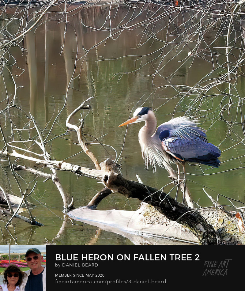 Blue Heron On Fallen Tree 2  ~~~  Photo Art by Daniel Beard