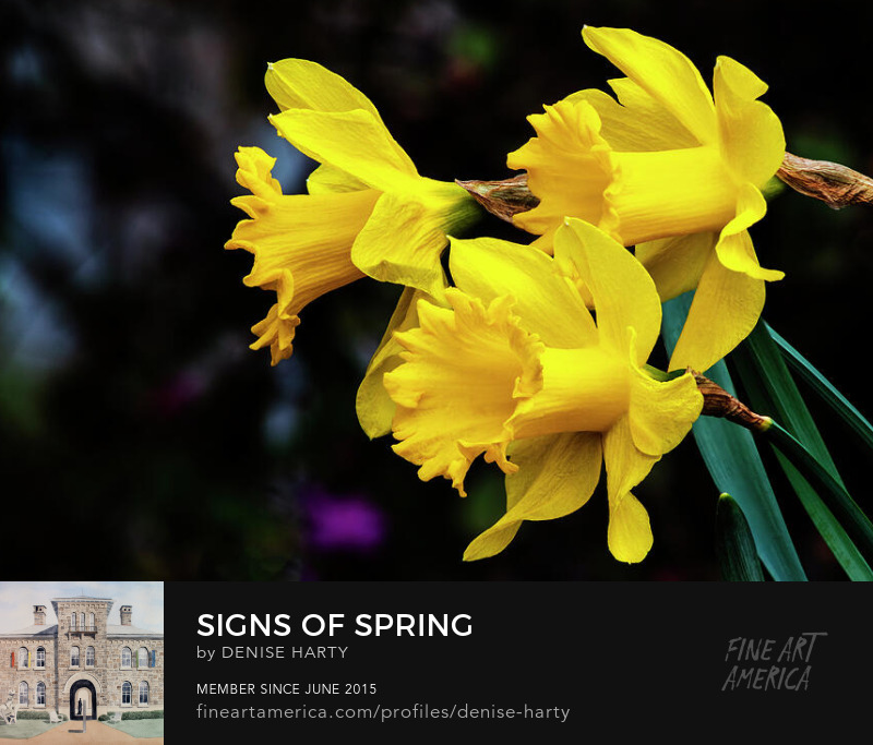 Signs Of Spring by Denise Harty