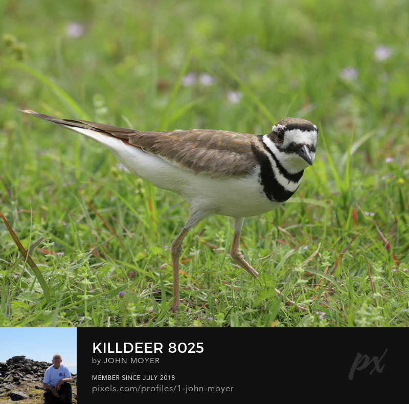 Killdeer (Charadrius vociferus) at Lake Thunderbird in Norman, Oklahoma, April 29, 2022