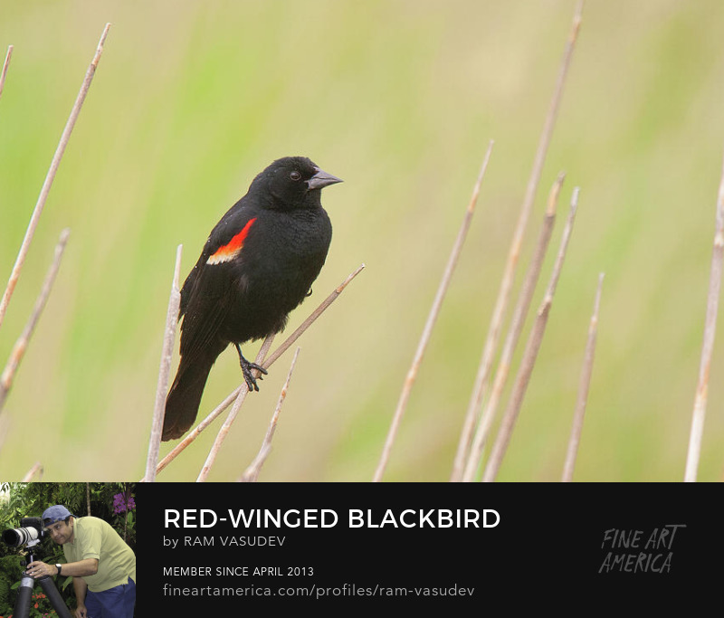 Red Winged Blackbird at Freezeout Lake Montana Fine Art by Ram Vasudev