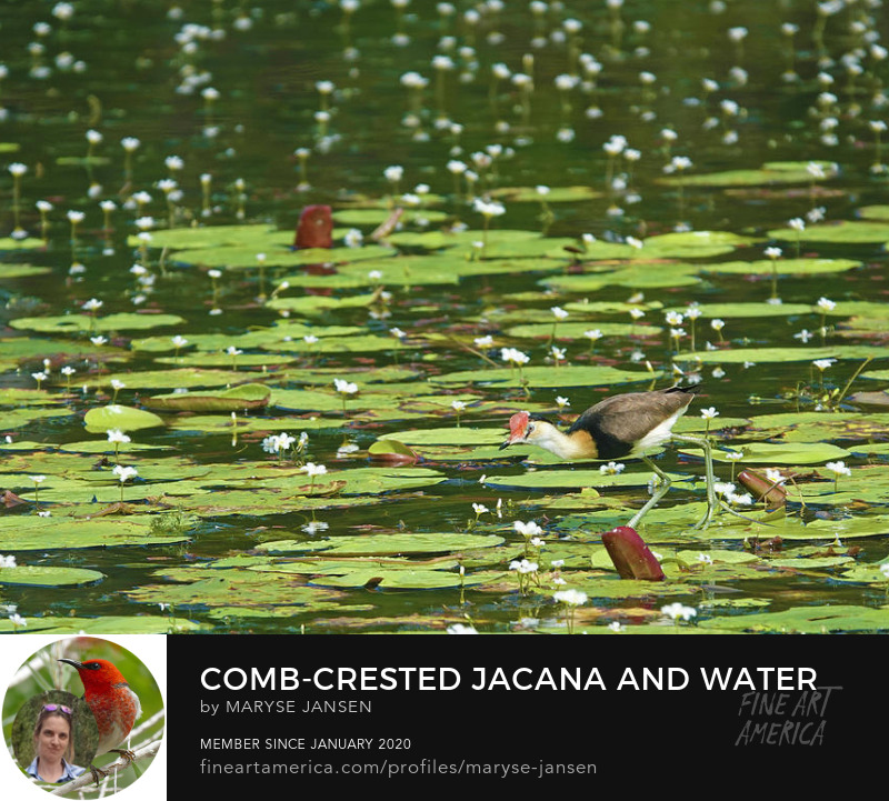 Comb-crested Jacana and Water Snowflakes by Maryse Jansen