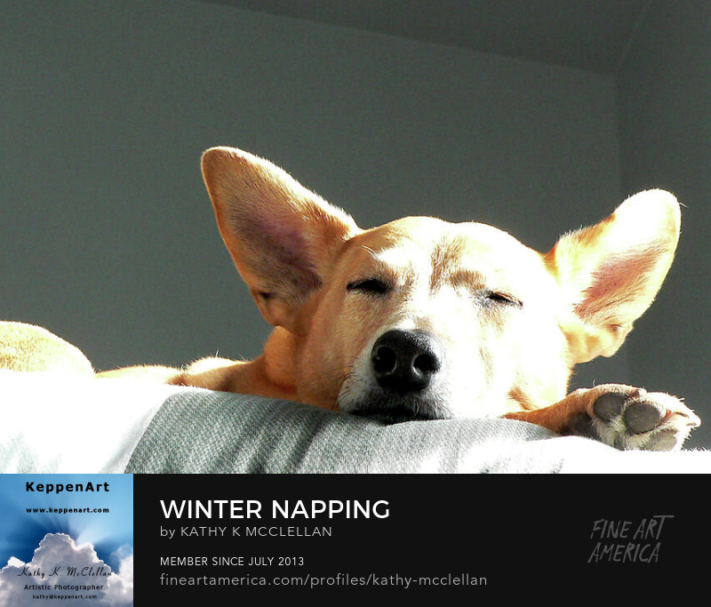 Winter Napping by Kathy K. McClellan