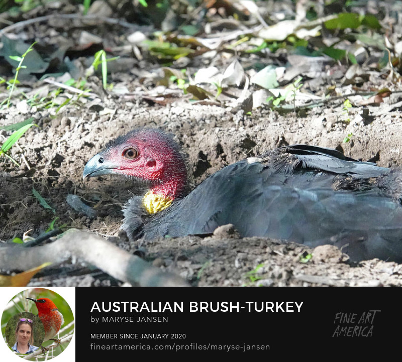 Australian Brush-turkey by Maryse Jansen