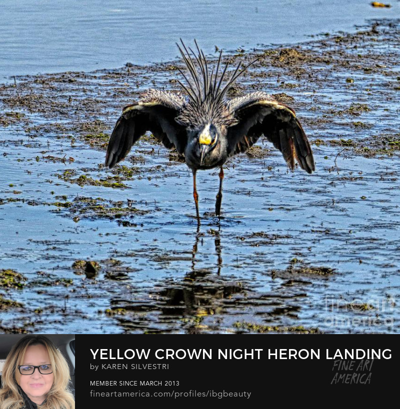 Yellow Crown Night Heron Landing