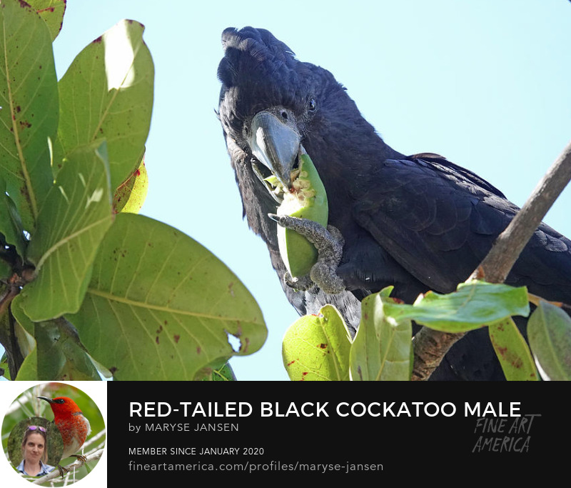 Red-tailed Black-Cockatoo Male Feeding by Maryse Jansen