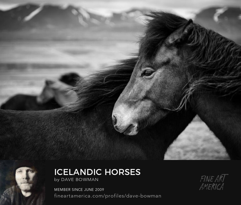 Icelandic Horses by Dave Bowman