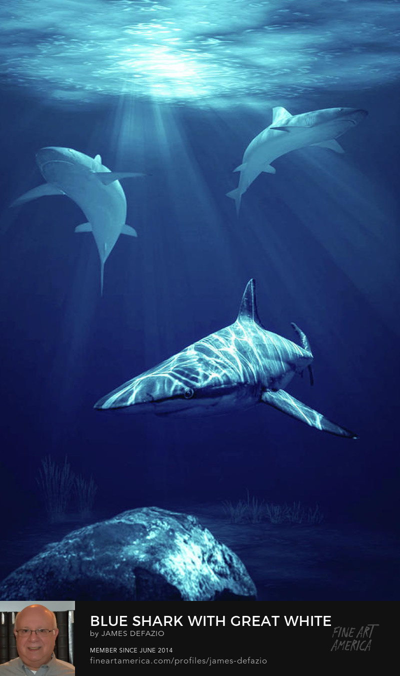 Blue Shark With Great White Sharks