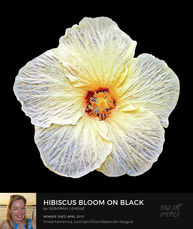 photography isolated hibiscus bloom on square black canvas by Deborah League