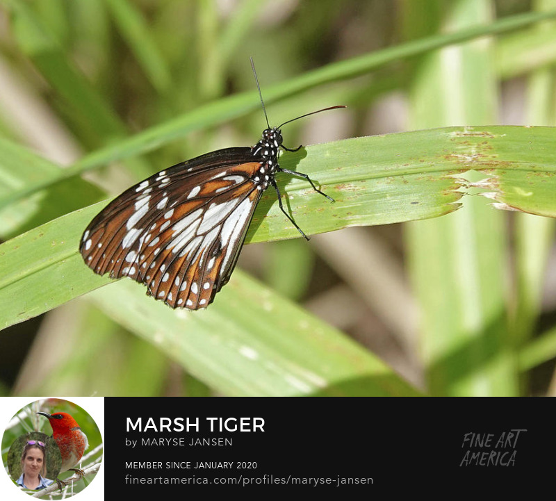 Marsh Tiger by Maryse Jansen