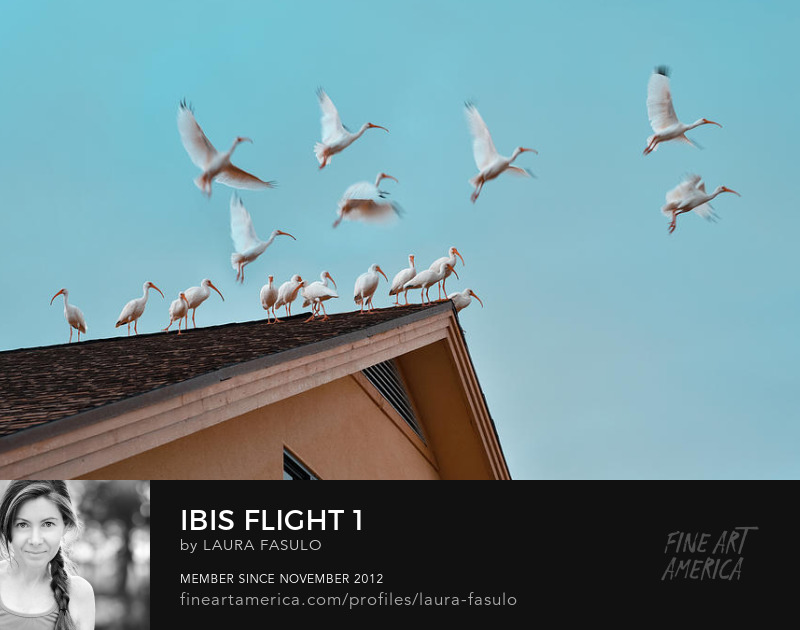 Flock of Ibis Florida wildlife art by Laura Fasulo