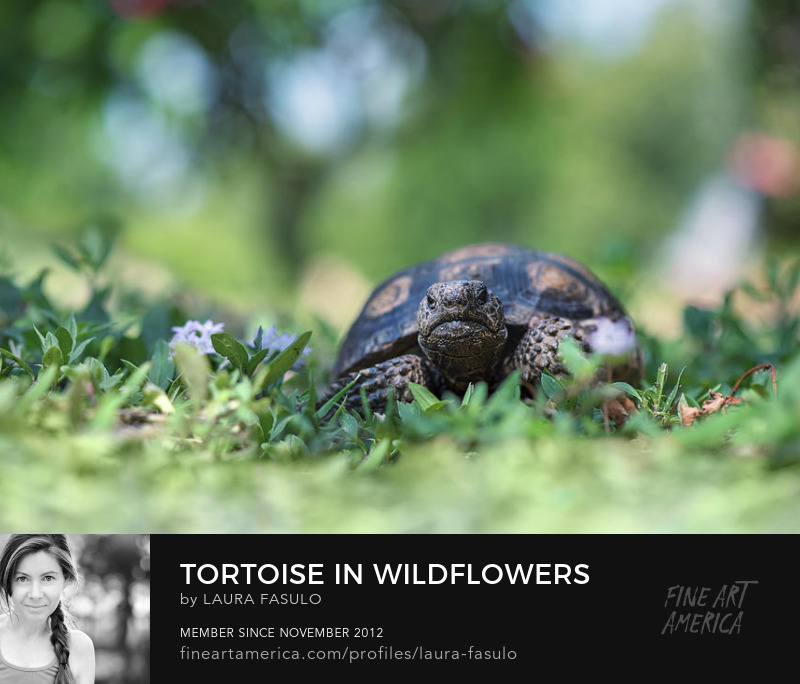 Florida wildlife cute gopher tortoise Art by Laura Fasulo