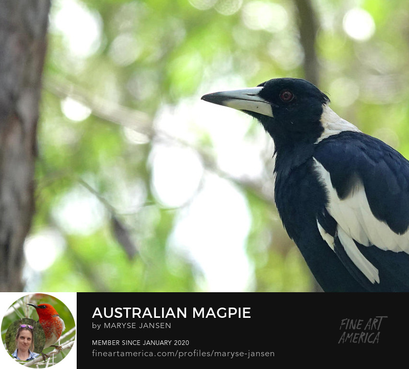 Australian Magpie by Maryse Jansen