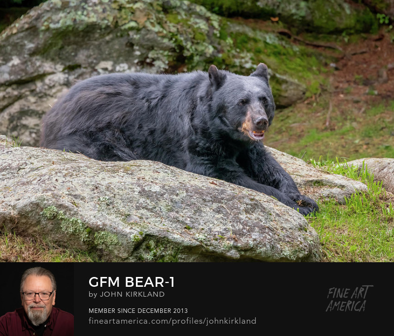 Art - Nature - Wildlife - GFM Bear by John Kirkland