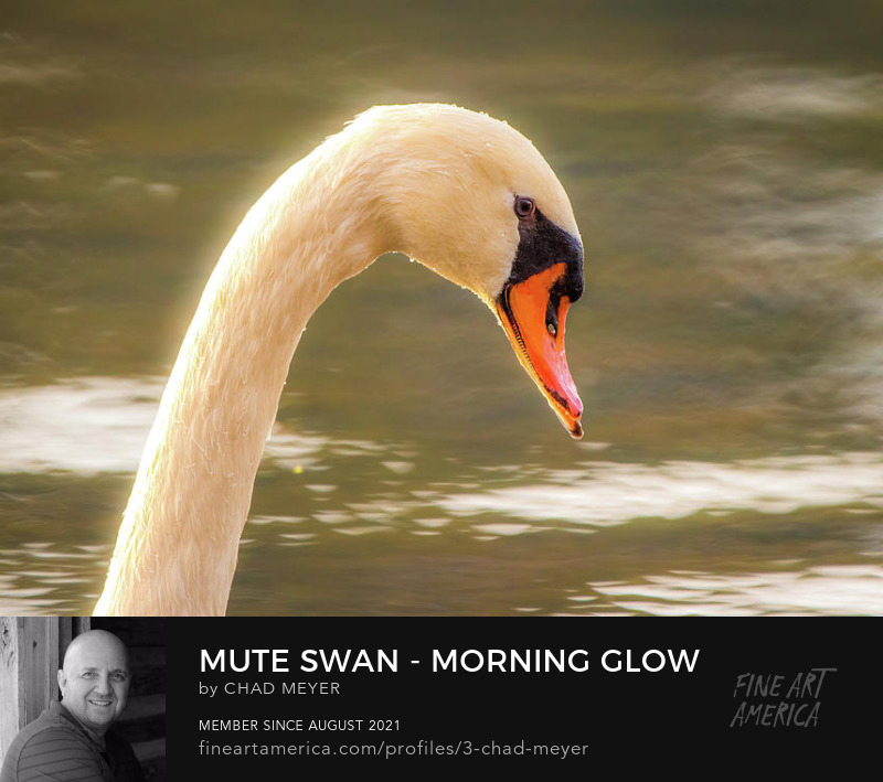 Mute Swan - Morning Glow