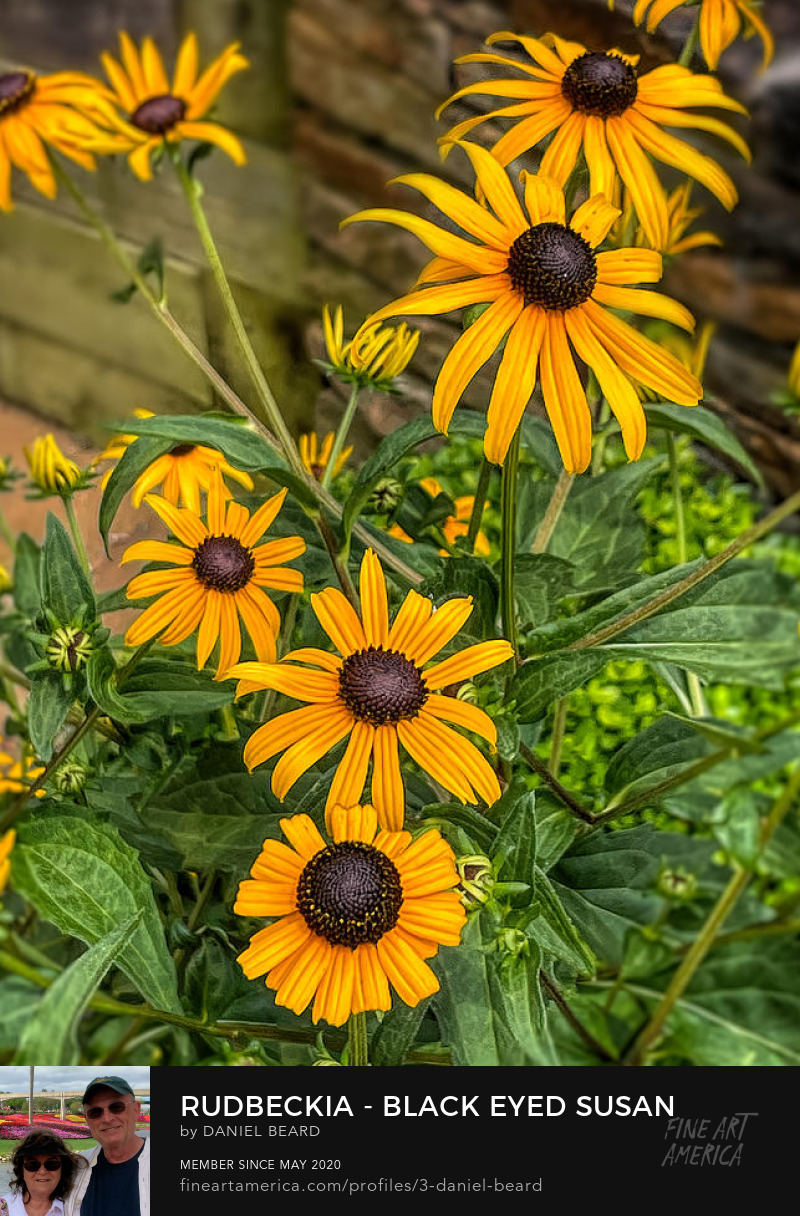 Rudbeckia - Black Eyed Susan  ~~~  Photo Art by Daniel Beard