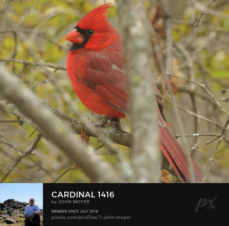 Northern Cardinal (Cardinalis cardinalis) in Norman, Oklahoma, November 18, 2022