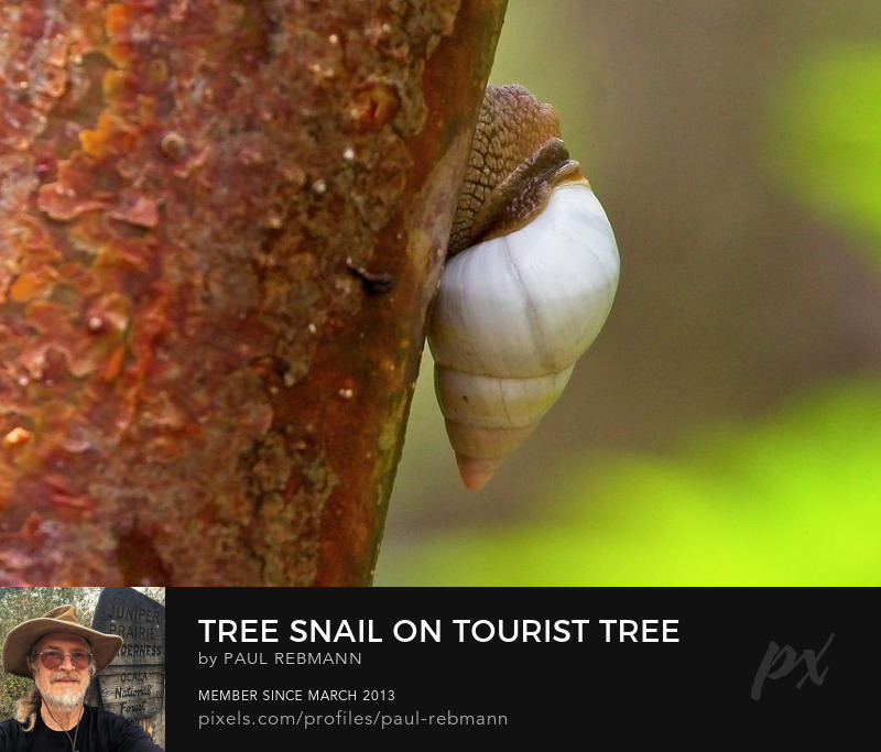 View online purchase options for Tree Snail on Tourist Tree by Paul Rebmann
