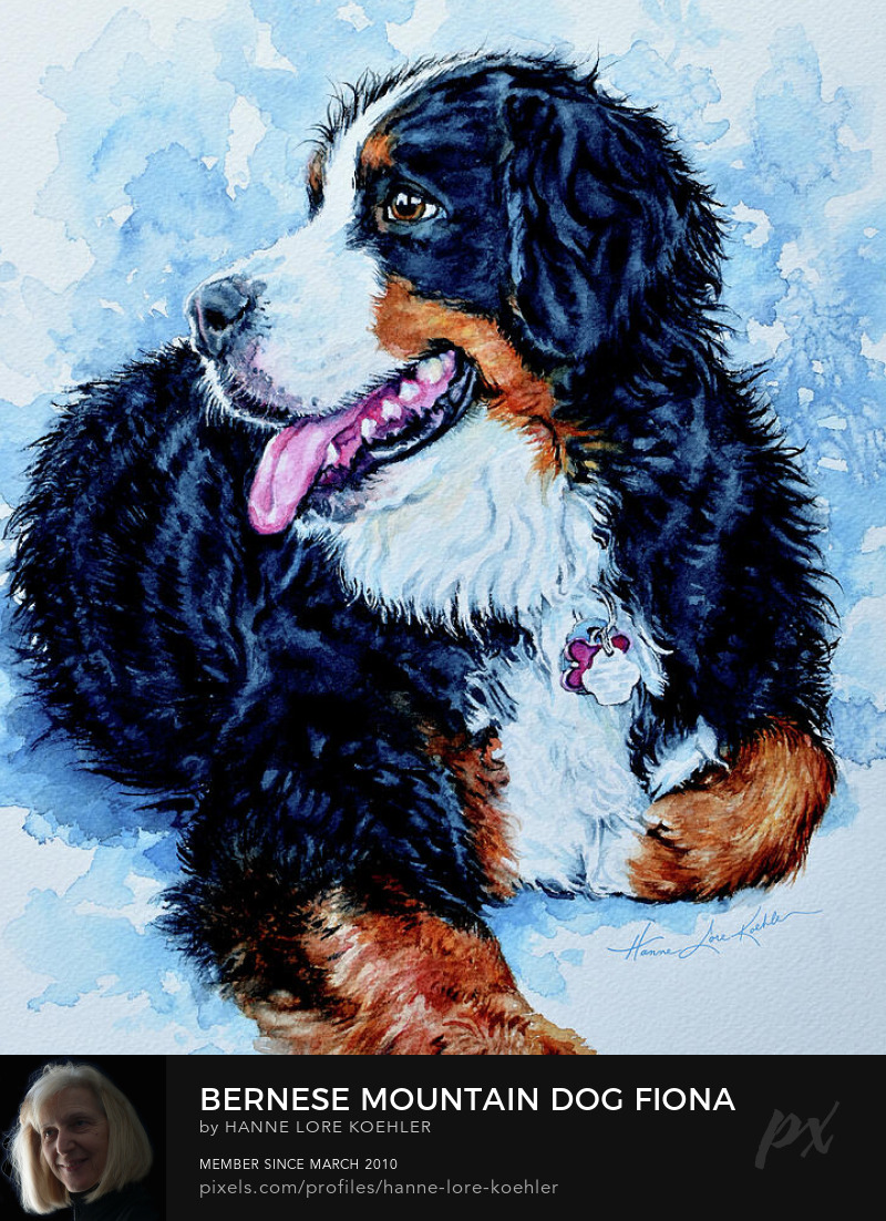 Bernese Mountain Dog Portrait Art Prints