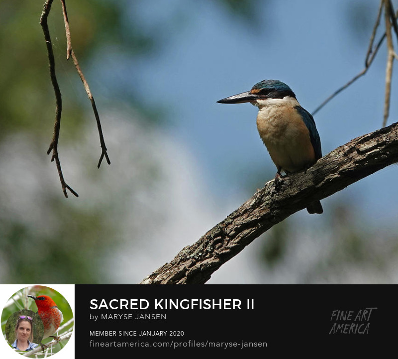 Sacred Kingfisher II by Maryse Jansen