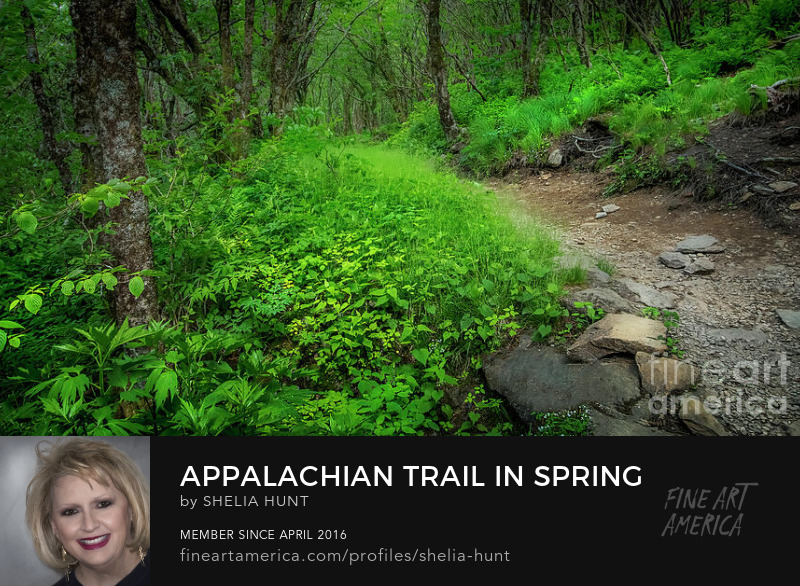 Appalachian Trail in Spring by Shelia Hunt