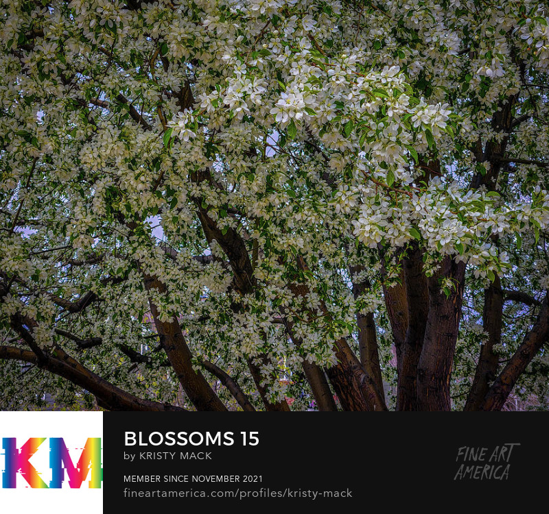 Blossoms 15 by Kristy Mack