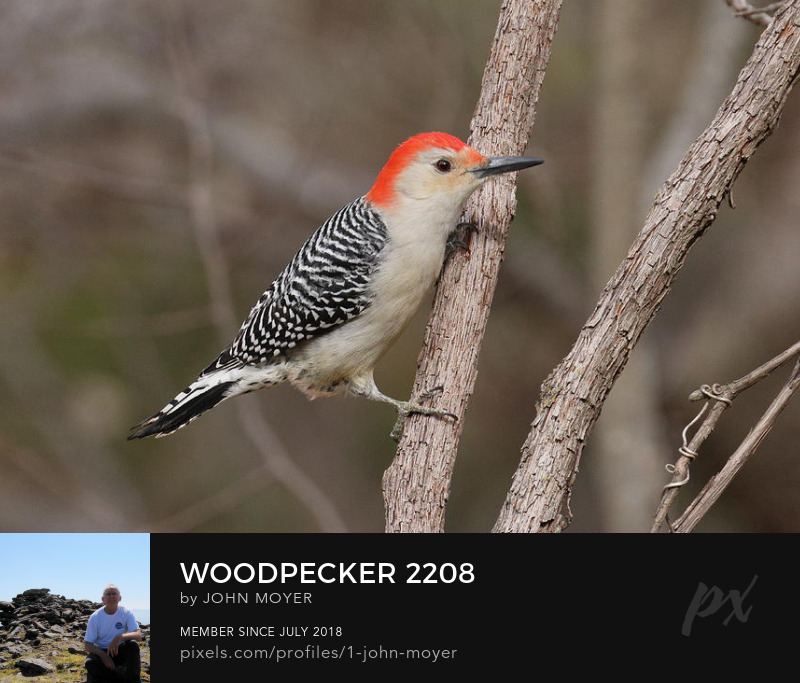 Red-bellied Woodpecker (Melanerpes carolinus) in Norman, Oklahoma, December 29, 2022