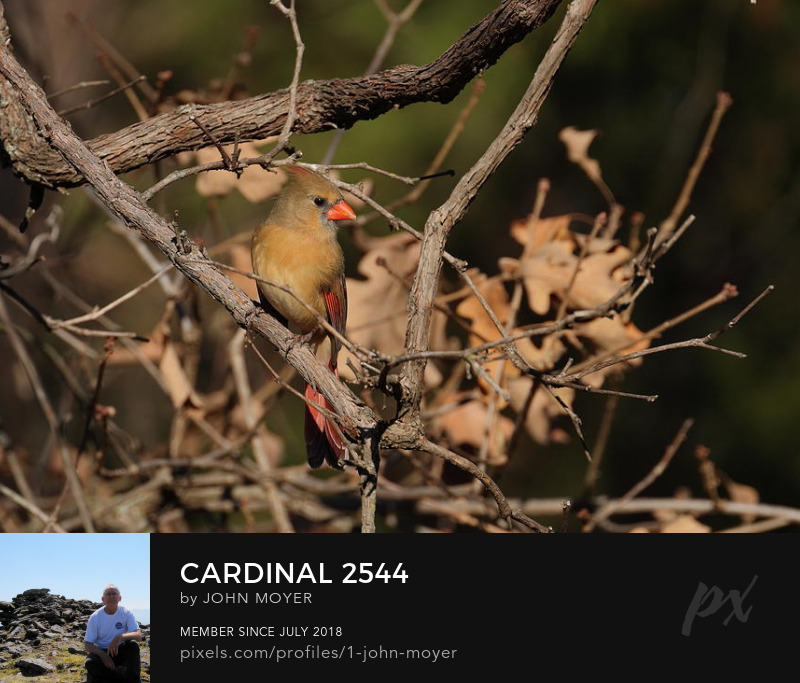 Northern Cardinal (Cardinalis cardinalis) in Norman, Oklahoma, January 13, 2023