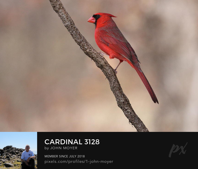 A male Northern Cardinal (Cardinalis cardinalis) was perched on a Virginia Creeper (Parthenocissus quinquefolia) vine in Norman, Oklahoma, United States on February 6, 2023.