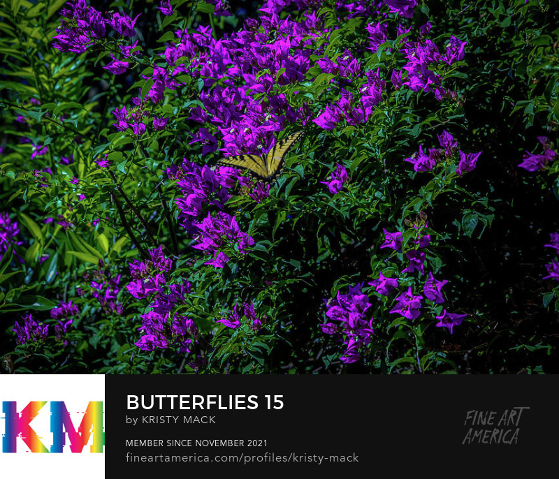 Butterflies 15 by Kristy Mack