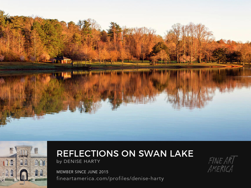 Reflections on Swan Lake