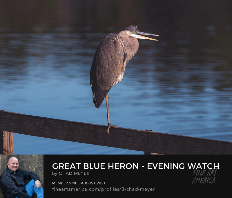 Great Blue Heron - Evening Watch