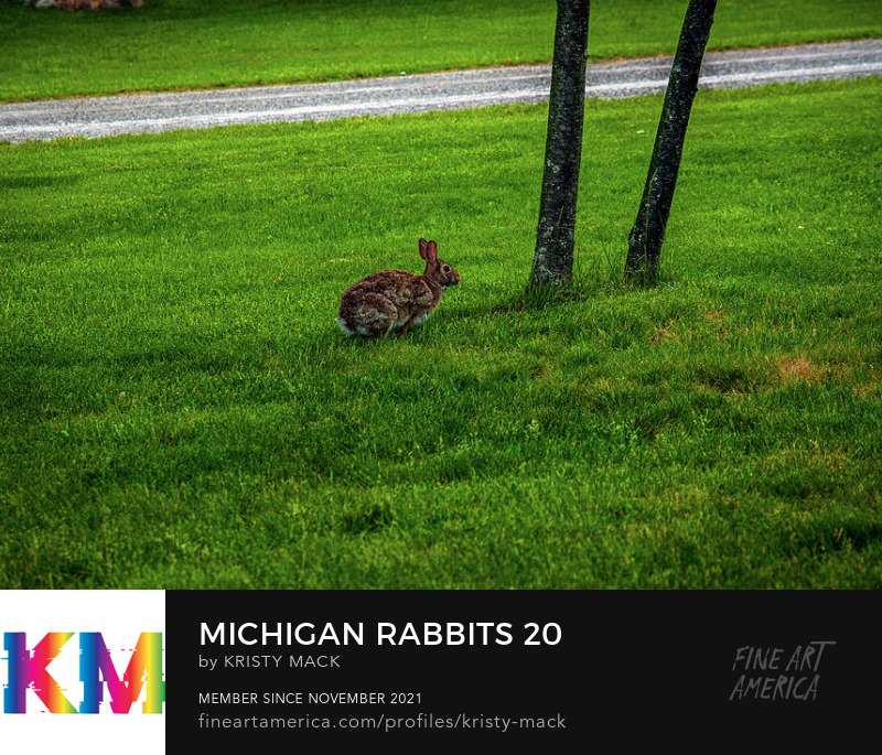 Michigan Rabbits 20 by Kristy Mack