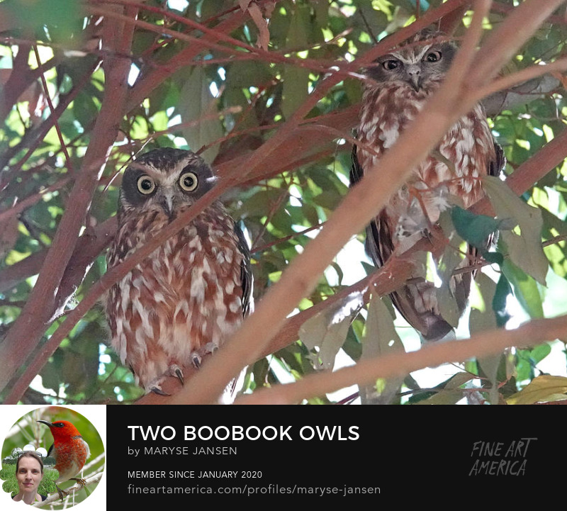 Boobook Owls by Maryse Jansen