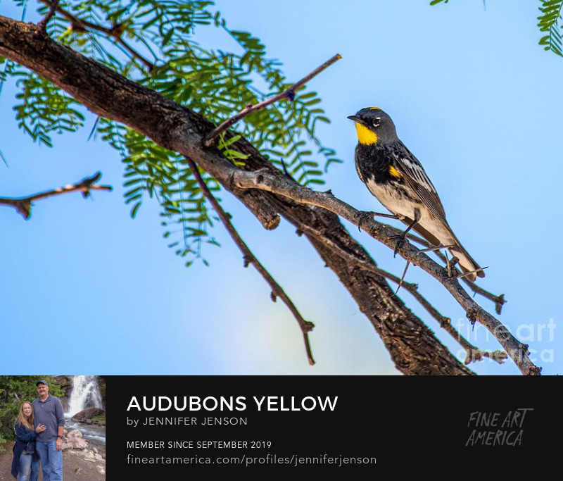 Audubons Yellow by Jennifer Jenson