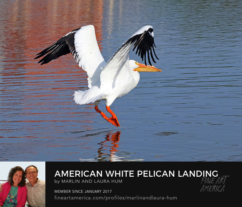 American White Pelican Landing by Marlin and Laura Hum