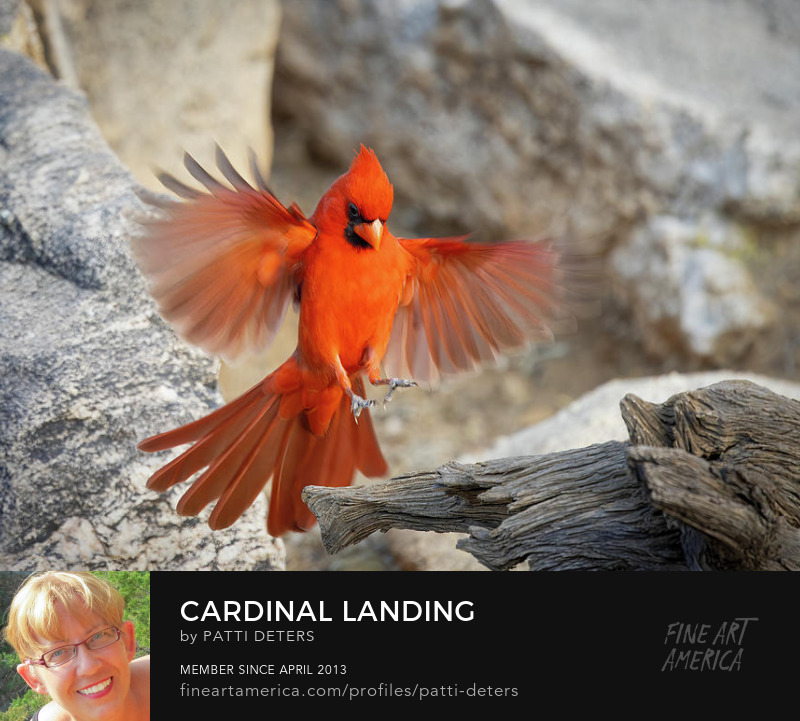 red cardinal bird in flight