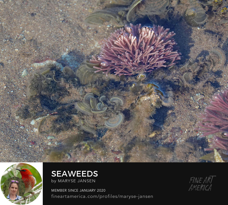 Seaweeds by Maryse Jansen