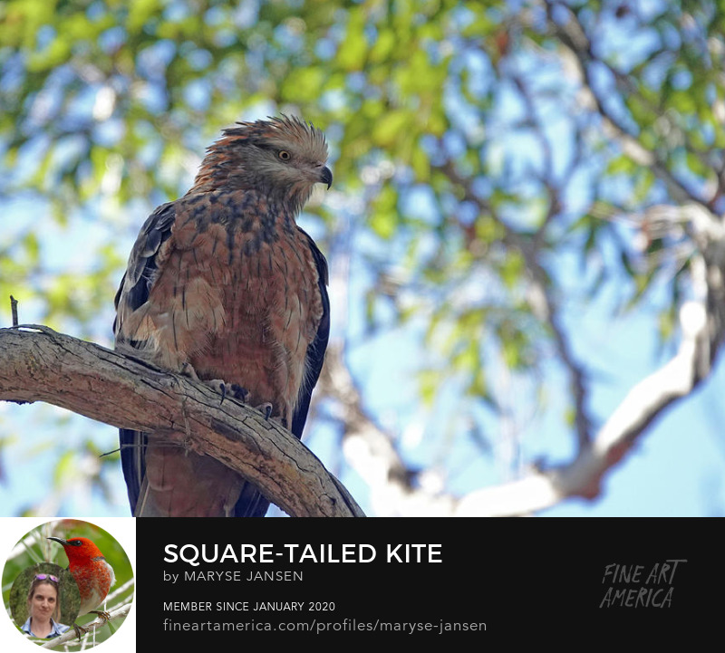 Square-tailed Kite by Maryse Jansen