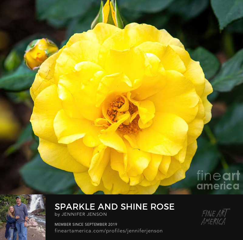 Sparkle And Shine Rose by Jennifer Jenson