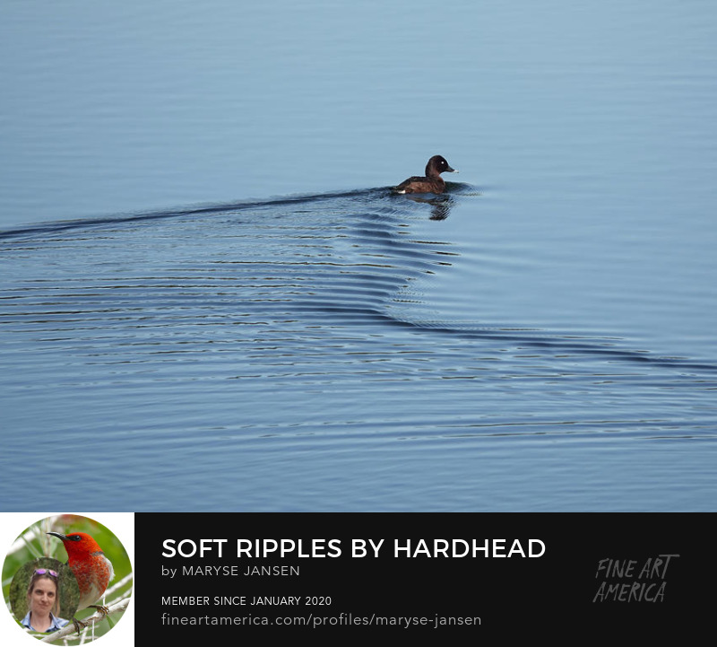 Soft Ripples by Hardhead by Maryse Jansen