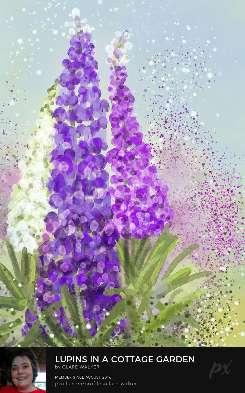 Digital watercolour of pink, white and purple lupins in a cottage garden, set against a pale blue summer sky