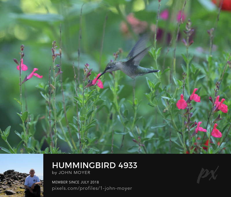 A Ruby-throated Hummingbird (Archilochus colubris) was feeding at a Salvia greggii blossom in Norman, Oklahoma, United States on July 22, 2023.